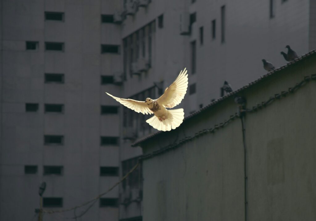 Greater peace seen in a bird flying